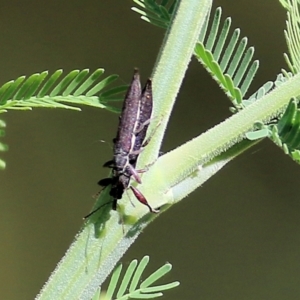 Rhinotia sp. (genus) at Wodonga Regional Park - 6 Mar 2021 10:26 AM