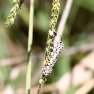 Utetheisa (genus) at Killara, VIC - 6 Mar 2021 11:46 AM