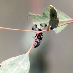 Rhipicera (Agathorhipis) femorata (Feather-horned beetle) at Bandiana, VIC - 6 Mar 2021 by Kyliegw