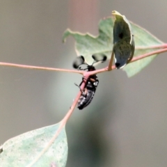 Rhipicera femorata (Feather-horned beetle) at Bandiana, VIC - 6 Mar 2021 by KylieWaldon