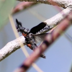 Rhipicera (Agathorhipis) femorata at Bandiana, VIC - 6 Mar 2021 11:23 AM