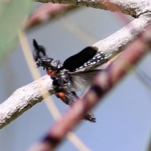 Rhipicera (Agathorhipis) femorata at Bandiana, VIC - 6 Mar 2021