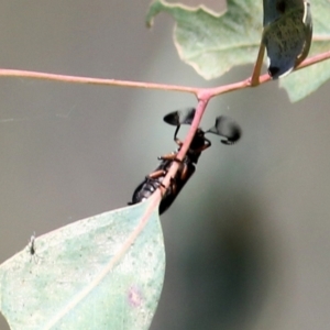 Rhipicera (Agathorhipis) femorata at Bandiana, VIC - 6 Mar 2021 11:23 AM