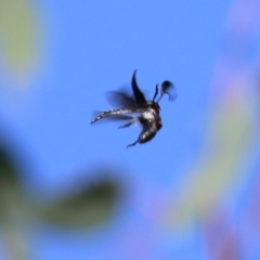 Rhipicera (Agathorhipis) femorata at Bandiana, VIC - 6 Mar 2021 11:23 AM