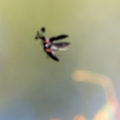 Rhipicera femorata at Bandiana, VIC - 6 Mar 2021 11:23 AM