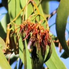 Amyema sp. (Mistletoe) at Wodonga Regional Park - 5 Mar 2021 by Kyliegw