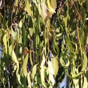 Amyema sp. at Wodonga Regional Park - 6 Mar 2021 10:22 AM