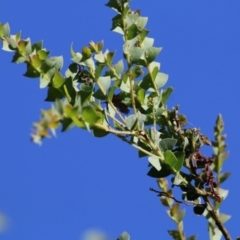 Acacia pravissima (Wedge-leaved Wattle, Ovens Wattle) at Wodonga Regional Park - 6 Mar 2021 by KylieWaldon