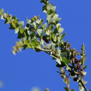 Acacia pravissima at Wodonga Regional Park - 6 Mar 2021