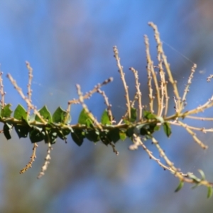 Acacia pravissima at Wodonga Regional Park - 6 Mar 2021 10:20 AM