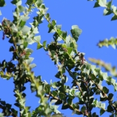 Acacia pravissima at Wodonga Regional Park - 6 Mar 2021 10:20 AM