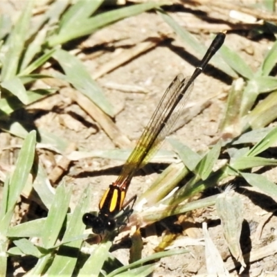 Nososticta solida (Orange Threadtail) at Stony Creek - 5 Mar 2021 by JohnBundock