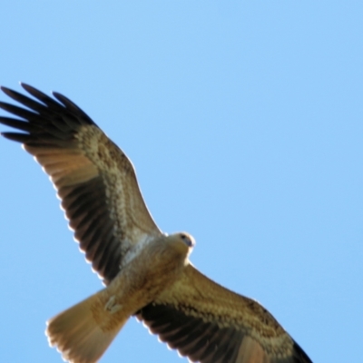 Haliastur sphenurus (Whistling Kite) at Bandiana, VIC - 6 Mar 2021 by KylieWaldon