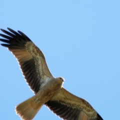 Haliastur sphenurus (Whistling Kite) at Wodonga - 5 Mar 2021 by Kyliegw