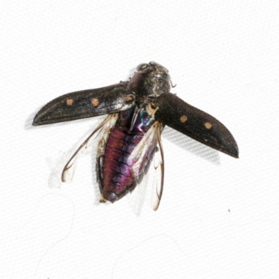 Chrysobothris sp. (genus) (Jewel beetle) at Scullin, ACT - 6 Mar 2021 by AlisonMilton