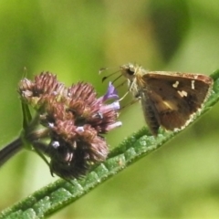 Dispar compacta (Barred Skipper) at Stony Creek - 5 Mar 2021 by JohnBundock