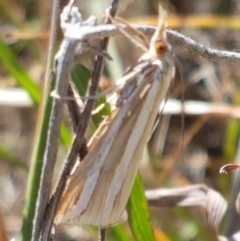 Hednota bivittella (A Crambid moth (Crambinae) at Denman Prospect, ACT - 6 Mar 2021 by trevorpreston