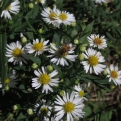 Symphyotrichum novi-belgii (Michaelmas Daisy) at Umbagong District Park - 6 Mar 2021 by pinnaCLE