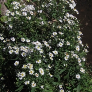 Symphyotrichum novi-belgii at Latham, ACT - 6 Mar 2021 03:26 PM