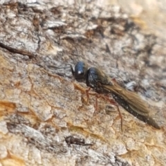 Apocrita (suborder) (Unidentified wasp) at Piney Ridge - 6 Mar 2021 by tpreston