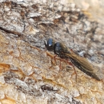 Apocrita (suborder) (Unidentified wasp) at Denman Prospect, ACT - 6 Mar 2021 by trevorpreston