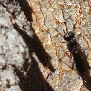 Apocrita (suborder) at Denman Prospect, ACT - 6 Mar 2021