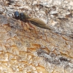 Apocrita (suborder) at Denman Prospect, ACT - 6 Mar 2021