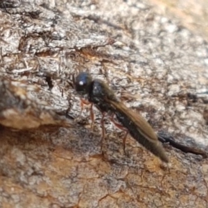 Apocrita (suborder) at Denman Prospect, ACT - 6 Mar 2021