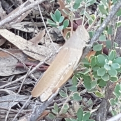 Goniaea opomaloides (Mimetic Gumleaf Grasshopper) at Block 402 - 6 Mar 2021 by trevorpreston