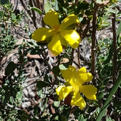 Hibbertia obtusifolia (Grey Guinea-flower) at Block 402 - 6 Mar 2021 by trevorpreston