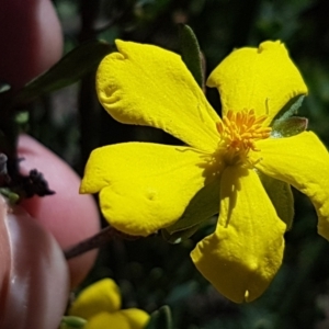 Hibbertia obtusifolia at Denman Prospect, ACT - 6 Mar 2021