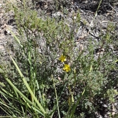 Hibbertia obtusifolia at Denman Prospect, ACT - 6 Mar 2021