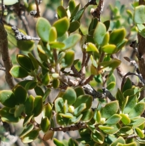 Hibbertia obtusifolia at Denman Prospect, ACT - 6 Mar 2021