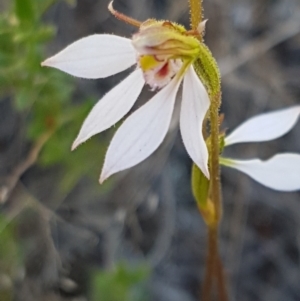 Eriochilus cucullatus at Denman Prospect, ACT - suppressed