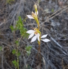 Eriochilus cucullatus at Denman Prospect, ACT - suppressed