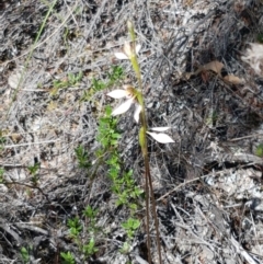 Eriochilus cucullatus at Denman Prospect, ACT - suppressed