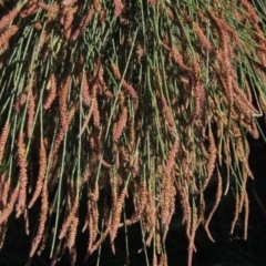 Casuarina cunninghamiana subsp. cunninghamiana at Latham, ACT - 6 Mar 2021