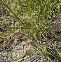 Sporobolus creber (Slender Rat's Tail Grass) at Denman Prospect, ACT - 6 Mar 2021 by tpreston