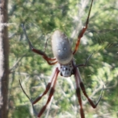 Trichonephila edulis (Golden orb weaver) at Stromlo, ACT - 6 Mar 2021 by tpreston