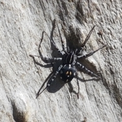 Nyssus sp. (genus) (Swift spiders) at Block 402 - 6 Mar 2021 by trevorpreston