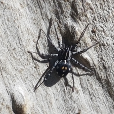 Nyssus sp. (genus) (Swift spiders) at Block 402 - 6 Mar 2021 by trevorpreston