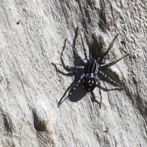 Nyssus sp. (genus) at Stromlo, ACT - 6 Mar 2021