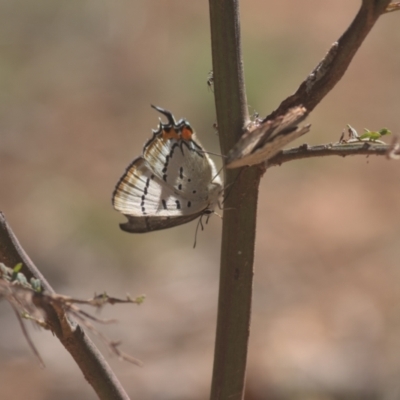 Jalmenus evagoras (Imperial Hairstreak) at Lower Cotter Catchment - 6 Mar 2021 by danswell