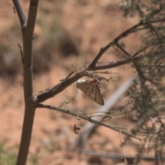 Jalmenus evagoras at Cotter River, ACT - 6 Mar 2021