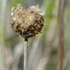 Lipotriches sp. (genus) (Halictid bee) at Greenleigh, NSW - 6 Mar 2021 by LyndalT