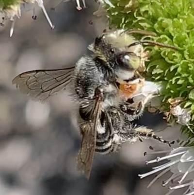 Megachile (Eutricharaea) macularis (Leafcutter bee, Megachilid bee) at Murrumbateman, NSW - 5 Mar 2021 by SimoneC