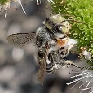 Megachile (Eutricharaea) macularis at Murrumbateman, NSW - 5 Mar 2021