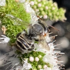 Megachile (Eutricharaea) macularis at Murrumbateman, NSW - 5 Mar 2021 04:03 PM