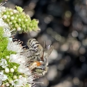 Megachile (Eutricharaea) macularis at Murrumbateman, NSW - 5 Mar 2021 04:03 PM