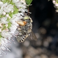 Megachile (Eutricharaea) macularis at Murrumbateman, NSW - 5 Mar 2021 04:03 PM